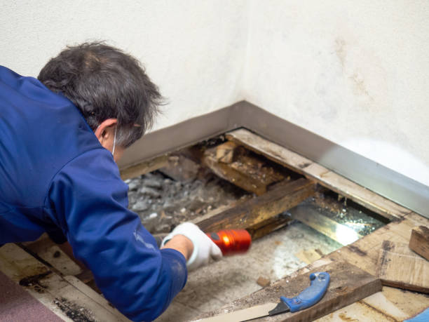 Best Mold Remediation  in Pekin, IL